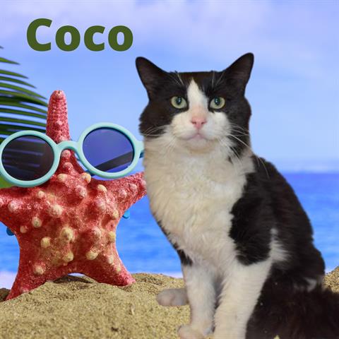 Coco