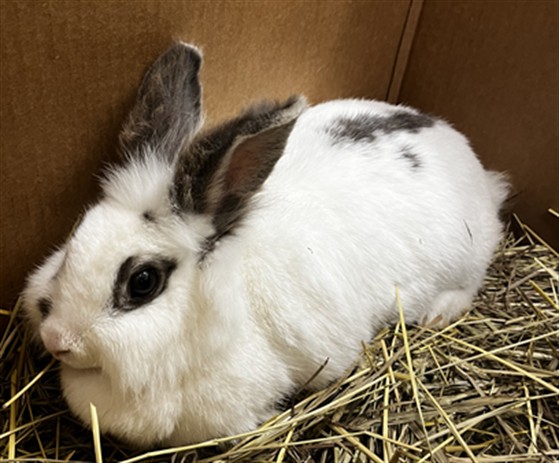 Oreo