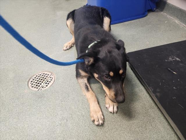 Adoptable Dog