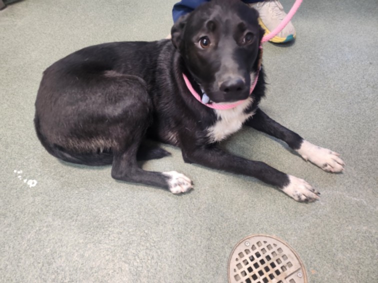 Adoptable Dog