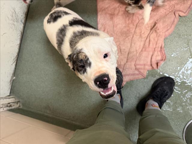 Adoptable Dog