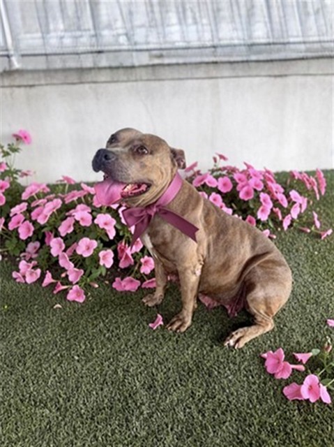 Rosie