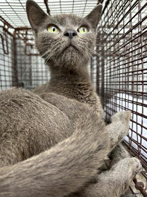 Adoptable Cat
