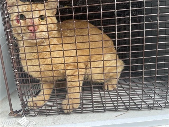 Adoptable Cat