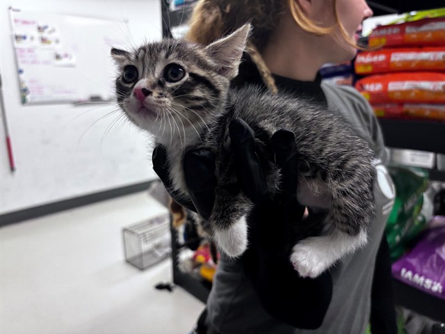 Adoptable Cat