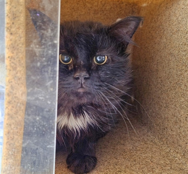 Merlin