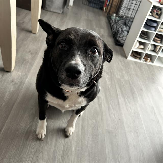 Kora