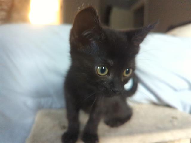 Ms. Blackie