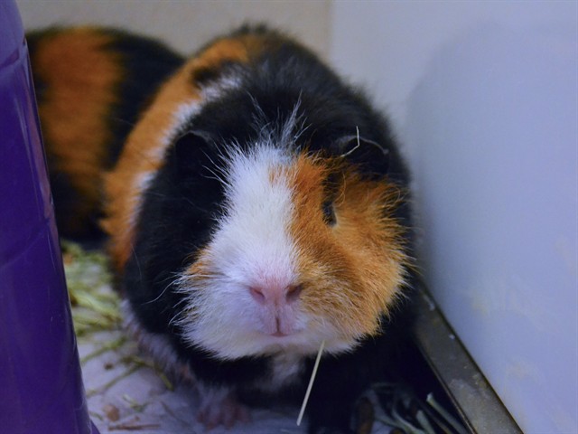 Piggy