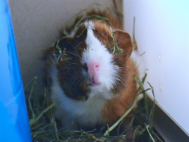 Radicchio