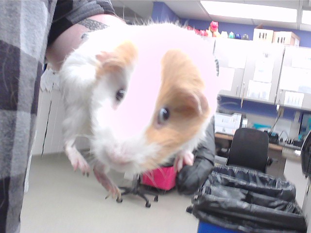 Marshmallow