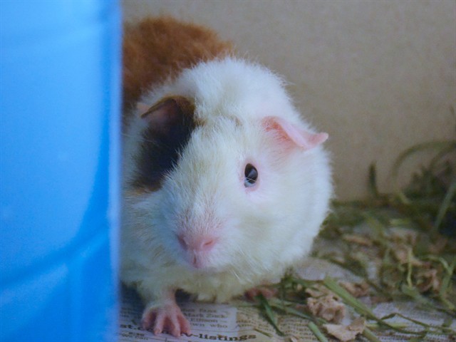 Rutabaga