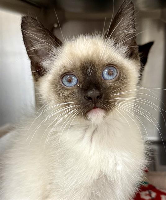 Albert