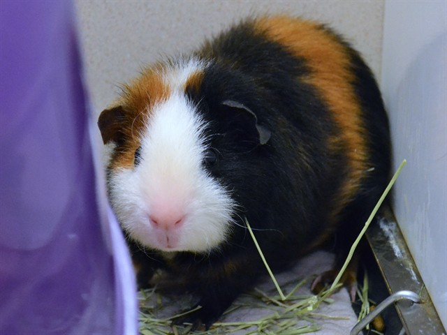 Guero