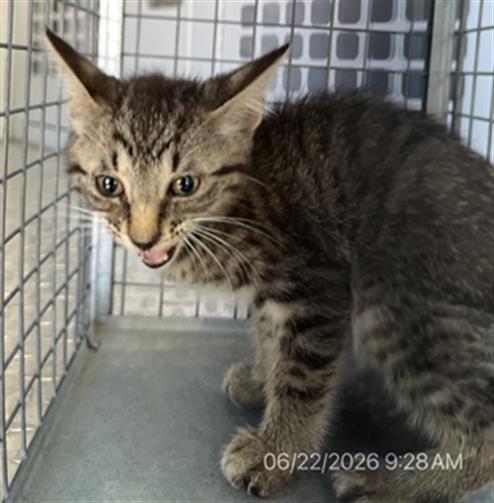 Adoptable Cat