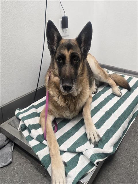 Adoptable Dog