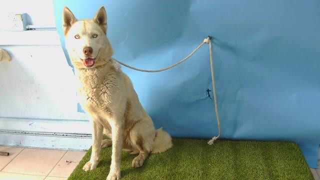 Adoptable Dog