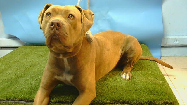 Adoptable Dog