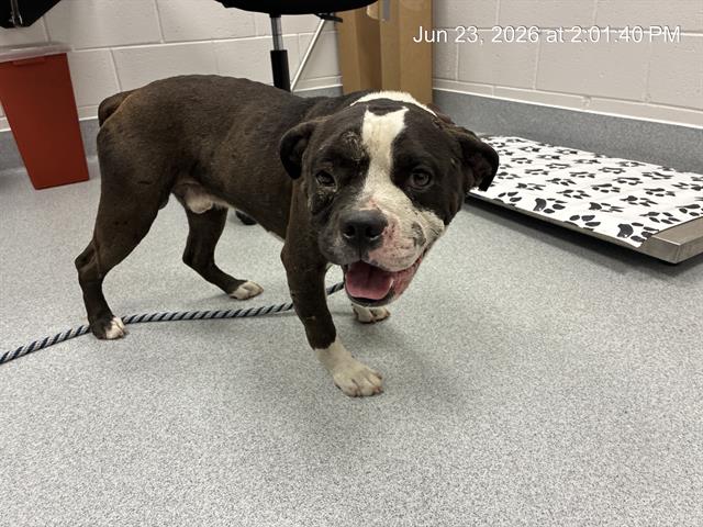 Adoptable Dog