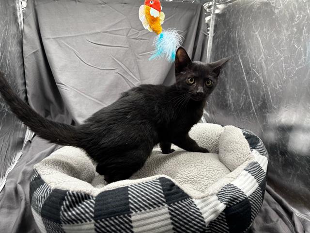 Adoptable Cat