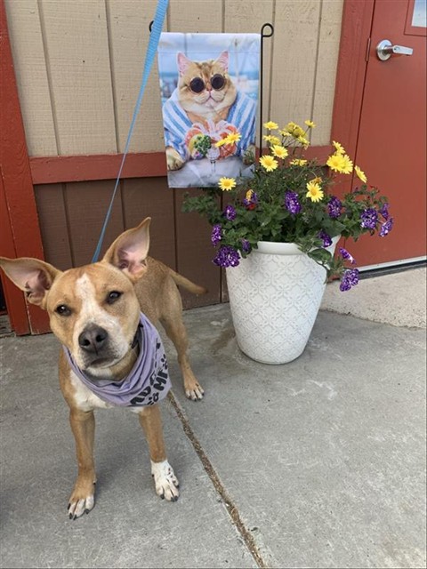 Nala