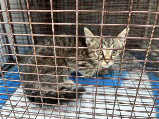 Adoptable Cat