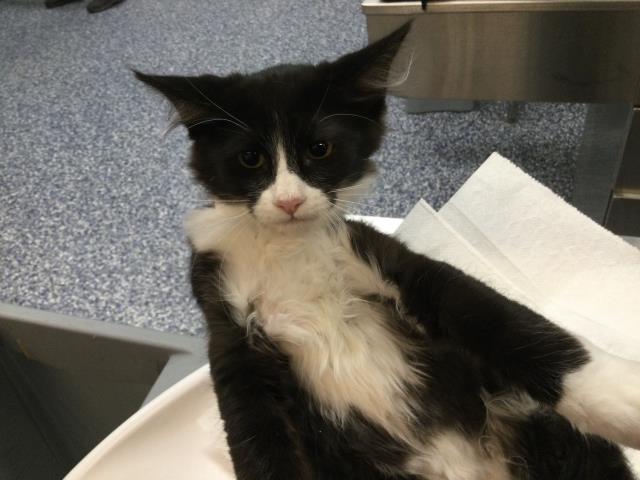 Tuxie