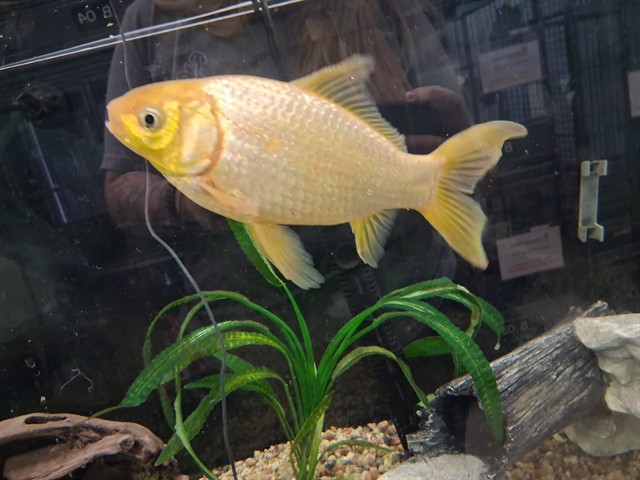 Moe
