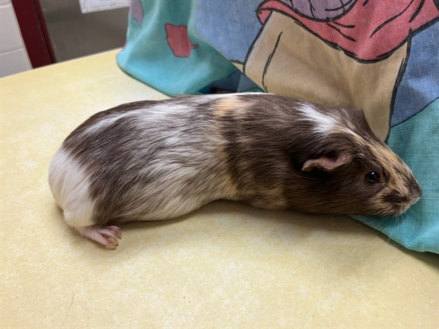Chocolate Chip