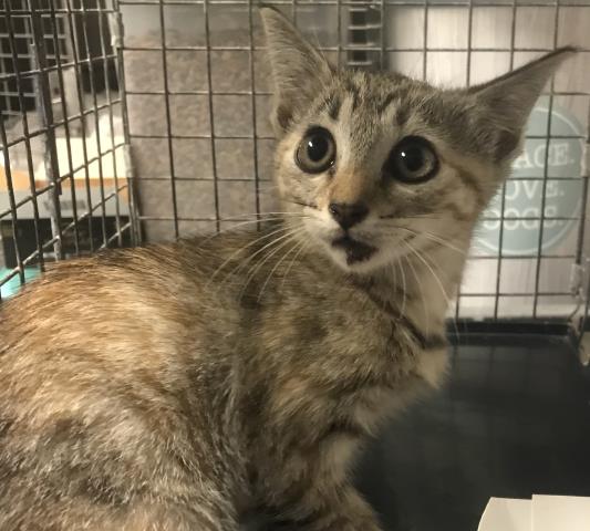 Adoptable Cat
