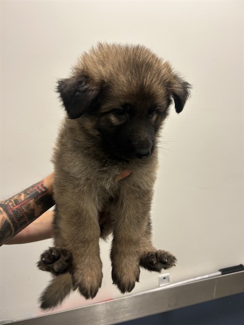 Tina