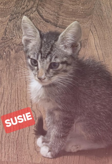Susie