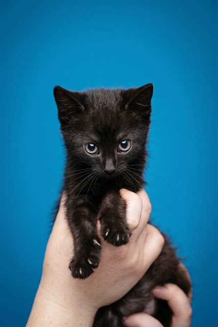 Eclipse