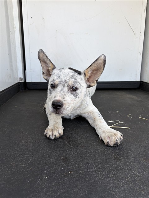 Adoptable Dog