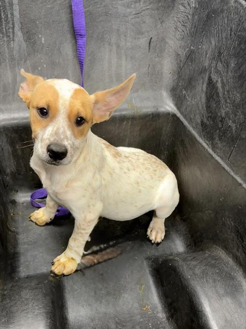 Adoptable Dog