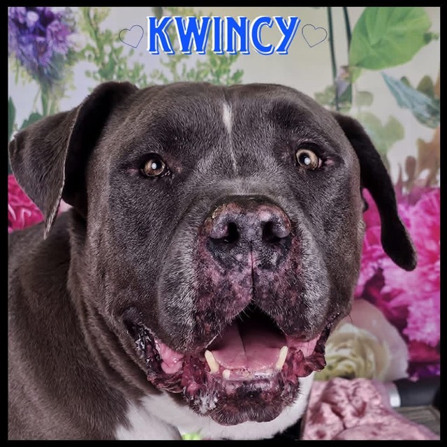 Kwincy