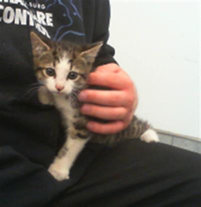 Adoptable Cat