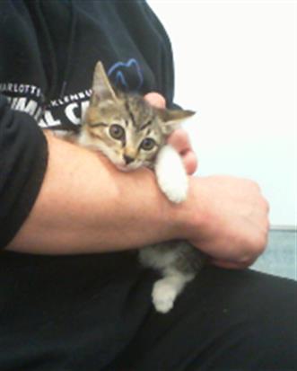 Adoptable Cat