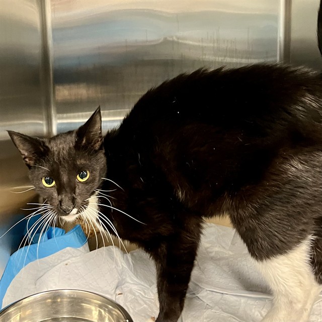 Adoptable Cat