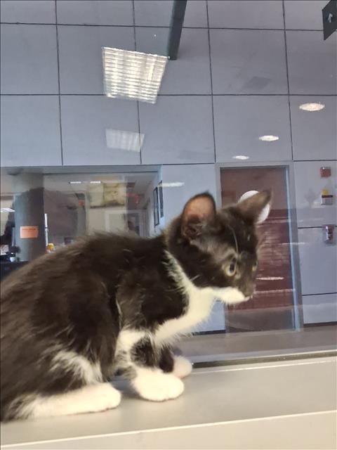 Coco