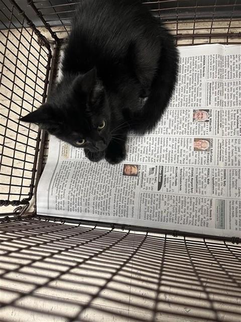 Adoptable Cat