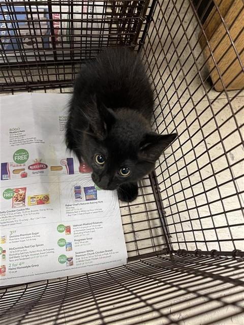 Adoptable Cat