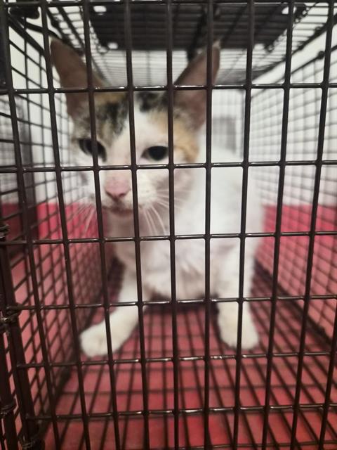 Adoptable Cat