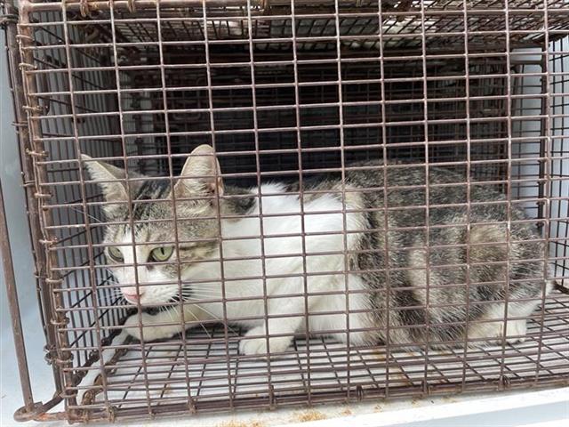 Adoptable Cat