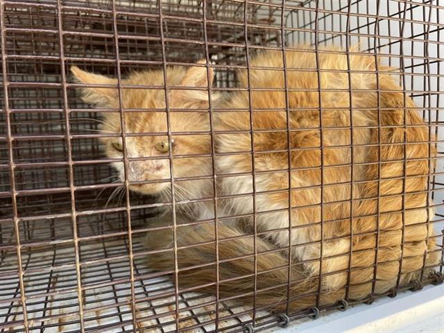 Adoptable Cat