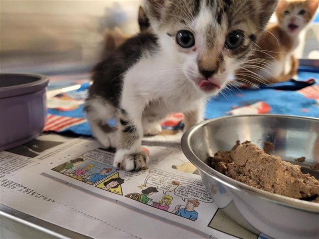 Adoptable Cat
