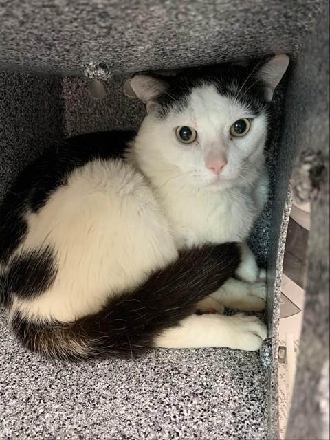 Squiggles