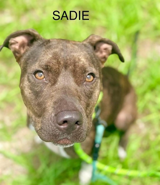 Sadie