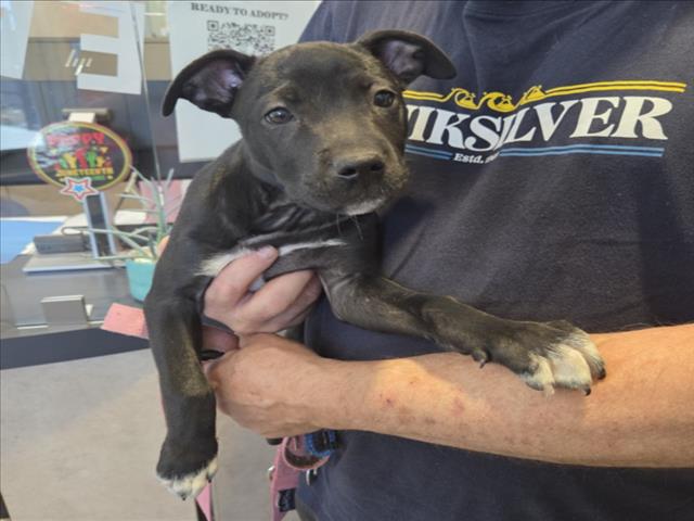 Adoptable Dog