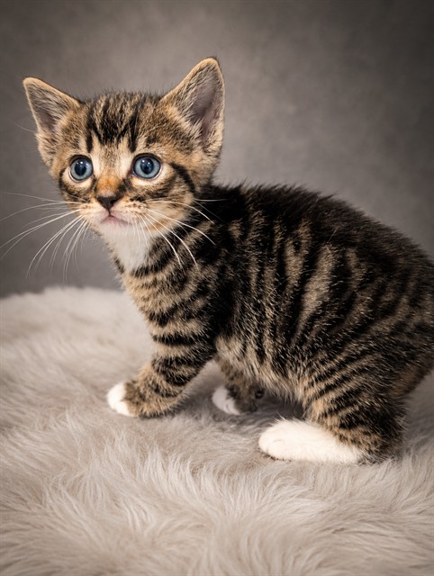 Dumpling